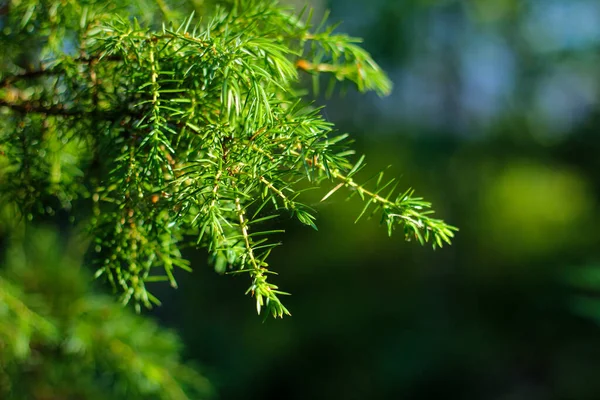 Ormanda ardıç. Yeşil arka plan. Orman tarzında bir geçmiş. Ekolojik. Doğal ve organik. Yeşil doğal bir duvar kağıdı..