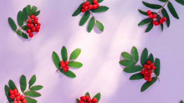 Kırmızı Rowan böğürtleni. Masanın üzerinde olgun böğürtlen külü, sonbahar kompozisyonu. Rowan şubeleriyle Autumn Mockup. Üst Görünüm