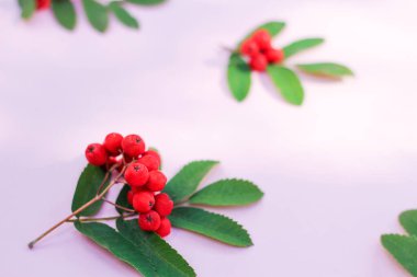 Kırmızı Rowan böğürtleni. Masanın üzerinde olgun böğürtlen külü, sonbahar kompozisyonu. Rowan şubeleriyle Autumn Mockup. Üst Görünüm