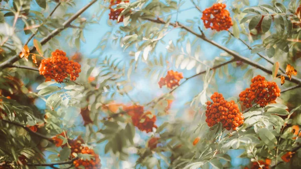 秋の自然を背景に、赤い明るい熟れたローワンベリー。秋の季節のコンセプト。コピースペース — ストック写真