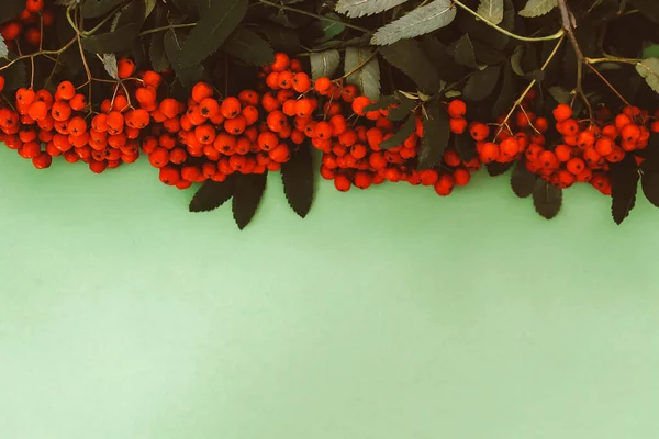 Gałęzie czerwonego dojrzałego popiołu górskiego z białą farbą na zielonym tle .jesienny nastrój. przestrzeń tekstowa, widok z góry — Zdjęcie stockowe