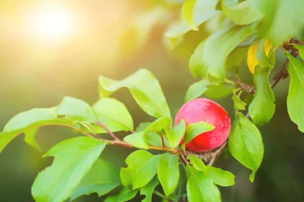 Bahçede olgun bir erik, bulanık yeşil bir arka planda bir dalda. Tarım ve bahçıvanlık.