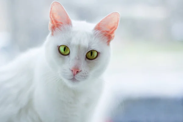 a white cat with yellow eyes looks into the eyes of its owner. Pets.