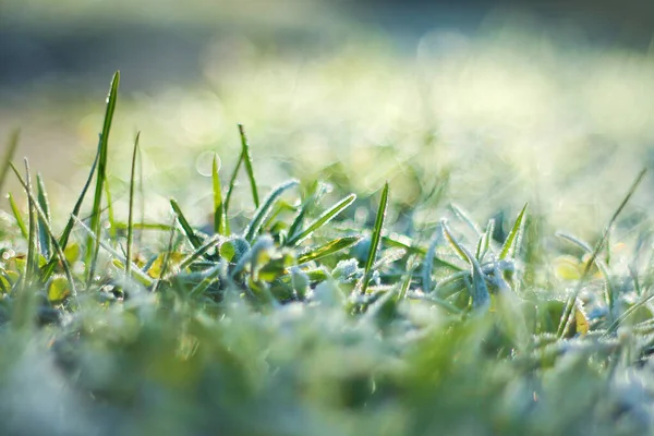 緑の芝生は霜で覆われていました。秋の終わり頃の霜は — ストック写真
