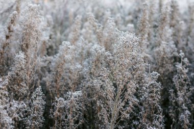 Tarladaki çimenler buzla kaplıdır. Sonbaharın ilk soğuğu. sonbahar doğal arka plan