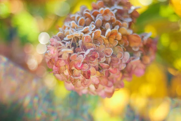 庭にアジサイの枝が霜で覆われています 秋の最初の霜だ 秋の背景選択的焦点 — ストック写真