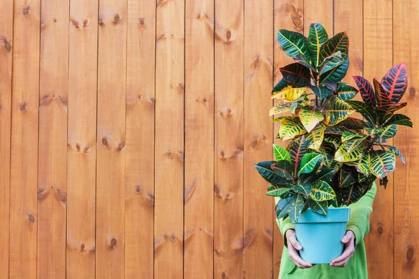 a large Croton plant in the hands of a man. Natural wood background, concept of beautiful indoor plants as a gift.