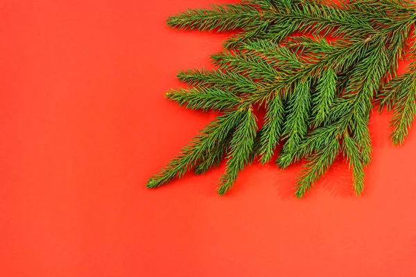 Fichtenzweig auf rotem Hintergrund. Blick von oben auf den Weihnachtshintergrund, Weihnachtsbaum. — Stockfoto