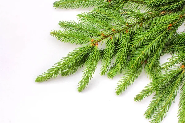 Beyaz arka planda ladin dalı. Noel arkaplanının en üst görüntüsü.