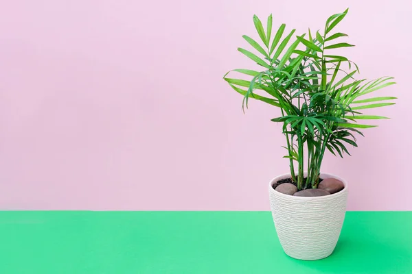 Szobanövény CHAMAEDOREA ELEGANS rózsaszín alapon. koncepció a belső növények, lakberendezés — Stock Fotó