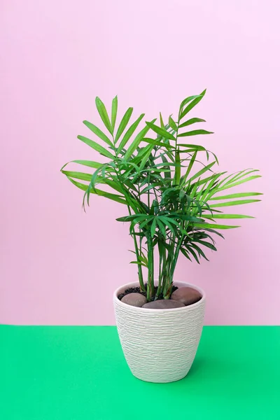 Piante d'appartamento CHAMAEDOREA ELEGANS su sfondo rosa. concetto di piante d'interni, arredamento domestico — Foto Stock