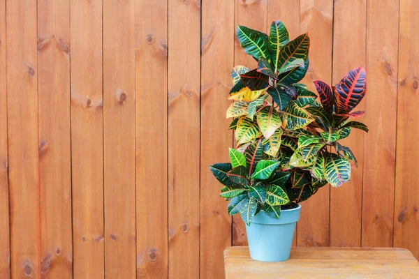 Croton fabrikasına yakın çekim. Botanik adı Codiaeum Variegatum. Doğal ahşap arka plan. Güzel iç mekan bitkileri.