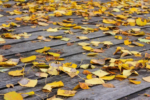 stock image Close-up view of a wooden platform covered with fallen Golden leaves. autumn nature background