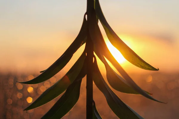 Yılbaşı ağacının silueti Gün batımında bir çiçeğin sapından — Stok fotoğraf