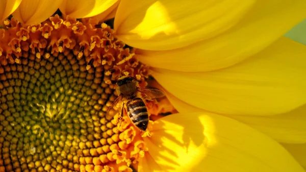 Bir arı, güneşli bir yaz gününde sarı bir ayçiçeğinden nektar çıkarır. Kapat.