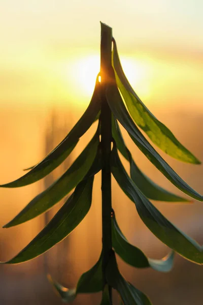 Silhouet van een kerstboom van een bloem stengel in de zonsondergang hemel — Stockfoto