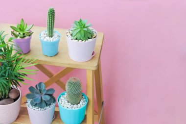 Güzel renkli saksılardaki küçük sulu bitkiler pembe arka plandaki ahşap raflarda duruyorlar. Evde gösterişsiz çiçek yetiştirme kavramı, ruhun hobisi.