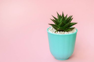 Pastel pembe arka planda Haworthia. Mavi kapta sulu bir bitki. Asgari durağan yaşam konsepti, kopyalama alanı