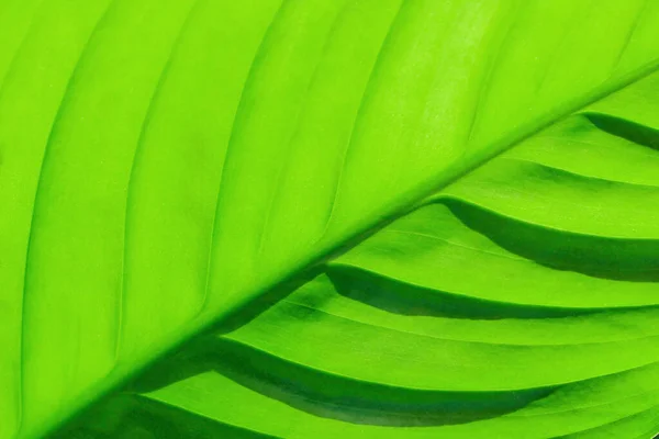 Spatthiphyllum Yeşil Yaprak Sulu Renkli Bir Yapı Yaprak Aşağıdan Vurgulanır — Stok fotoğraf