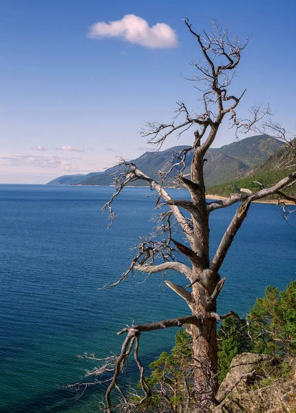 Сухий Мертве Дерево Над Озеро Байкал — стокове фото