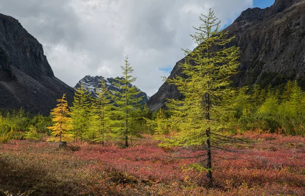 Začátek Podzimu Kodaru Horách — Stock fotografie