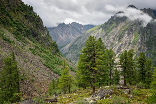 Waldzone Bei Der Abfahrt Zum Biljuta Fluss Den Bergen Tunkinsky — Stockfoto