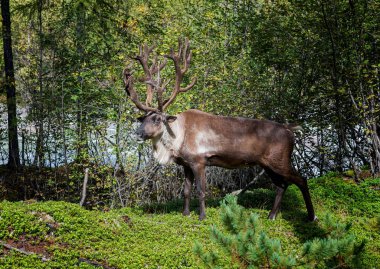Ren geyiği Kodar aralığının dağlarda doğada