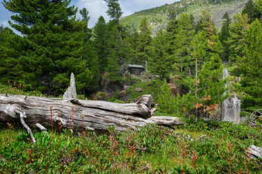 Cephedeki Khamar-Daban Doğu Sibirya dağlarda Tayga köşkü