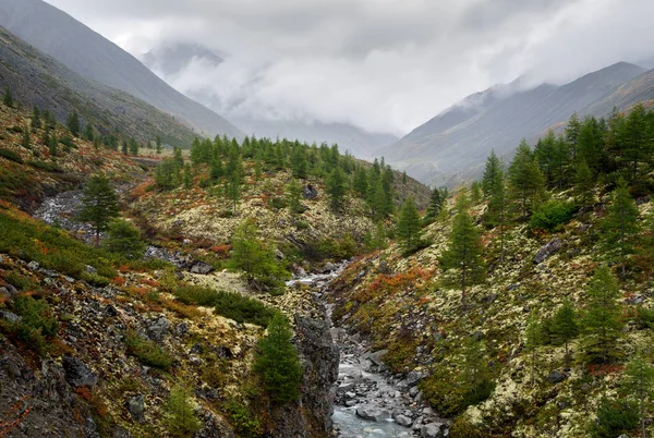 Cuerno Ciervo Río Después Lluvia — Foto de Stock