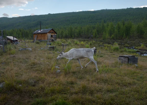 Evenki kampında geyik