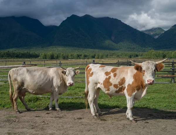 Αγελάδες Στην Κοιλάδα Τάνκινσκαγια — Φωτογραφία Αρχείου