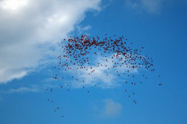 Bir sürü kırmızı balonlar mavi gökte uçup