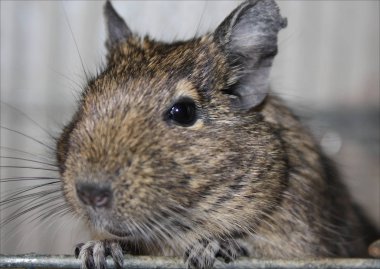 Degu yüz yakın çekim