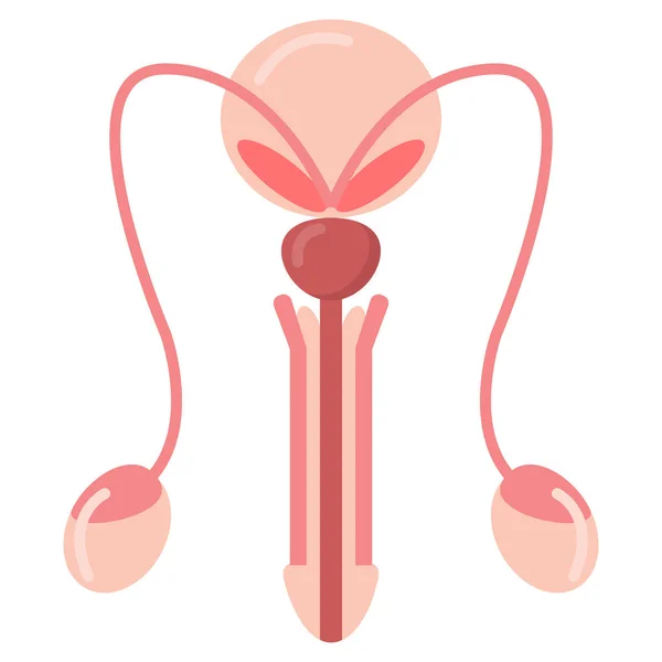 Útero Masculino Reproductivo Icono Del Órgano Sexual Ilustración Vectorial Diseño — Archivo Imágenes Vectoriales