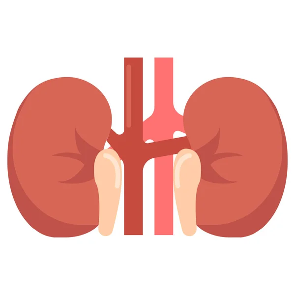 Human Kidneys Organ Icon Vector Illustration Flat Style Design Isolated — Stock Vector