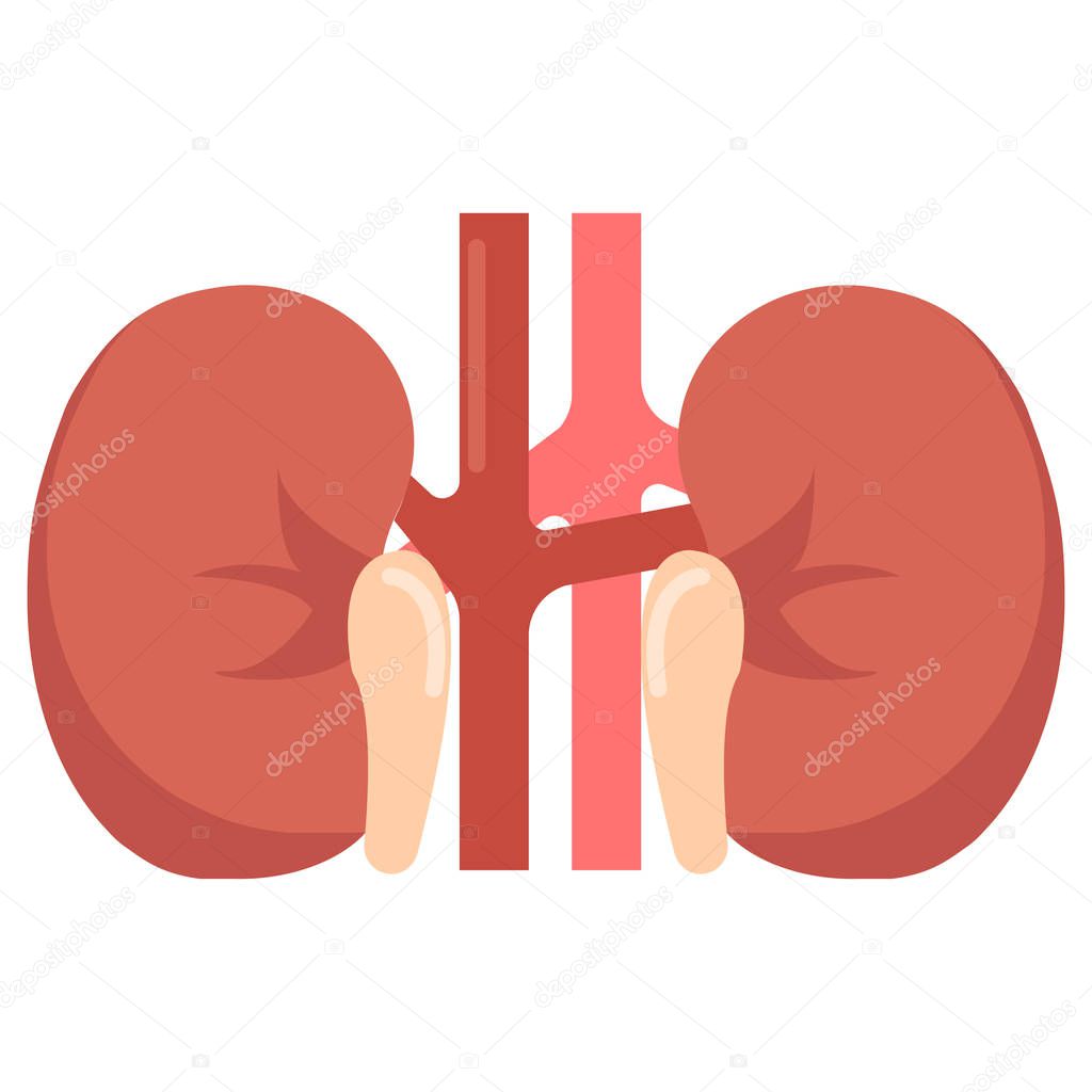Human kidneys organ icon, vector illustration flat style design isolated on white. Colorful graphics