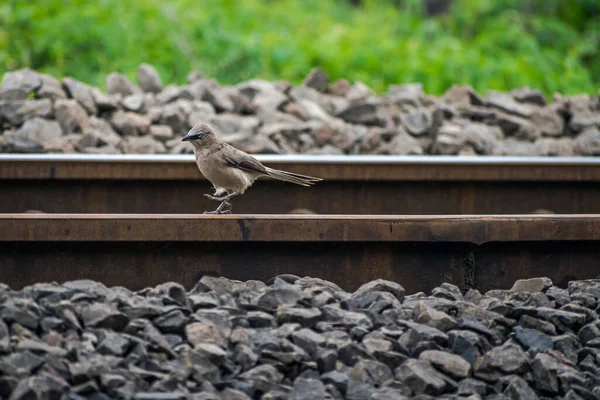 Isoliertes Bild Des Haussperlings Passeridae Der Auf Der Eisenbahnlinie Läuft — Stockfoto