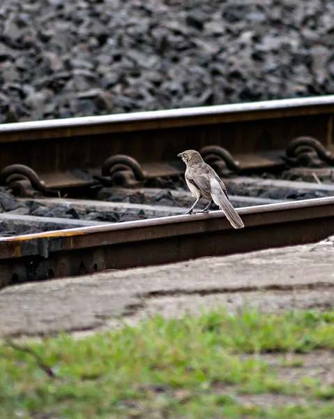 Tutup Gambar Dari Common House Sparrow Pada Jalur Kereta Api — Stok Foto