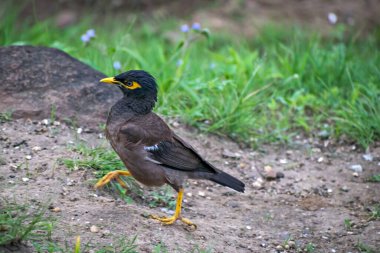Pune, Hindistan 'da bir tepenin açık alanındaki Common Myna kuşunun izole edilmiş görüntüsü..