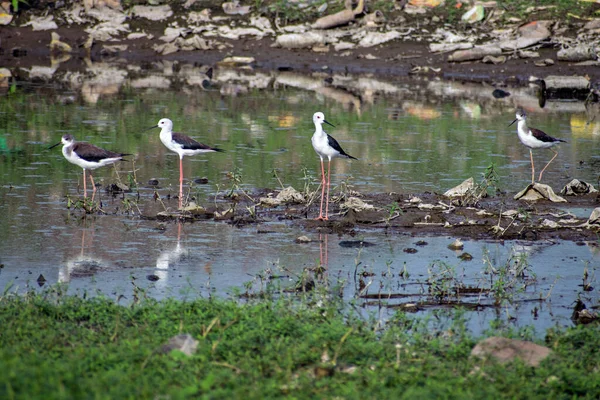 Grupo Cuatro Stilt Alas Negras Que Buscan Comida Orilla Del — Foto de Stock