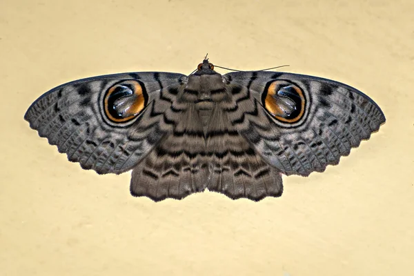 明確な背景にフクロウ蛾としても知られているブラマエワラキイの孤立したイメージ — ストック写真