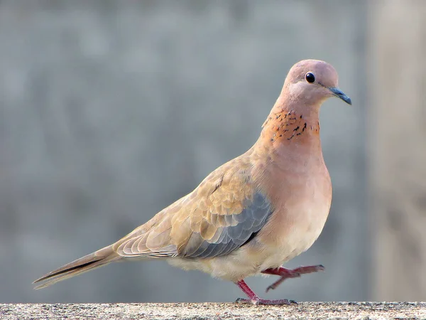 Nahaufnahme Eines Braunen Indischen Piegon Mit Einem Bein Der Luft — Stockfoto