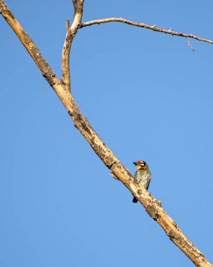 Temiz mavi gökyüzü arka planına sahip kuru bir ağaç dalında oturan bakır demirci kuşunun izole edilmiş görüntüsü...