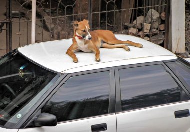 Kahverengi bir sokak köpeği beyaz arabanın tepesinde dinleniyor..