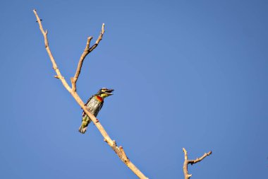 Ayrı bir görüntü, temiz mavi gökyüzü arka planına sahip kuru bir ağaç dalında oturan bakır demirci barbet kuşu...