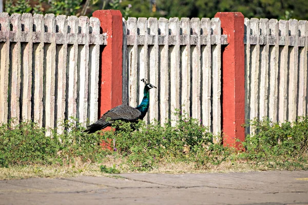 Schöner Indischer Pfauenvogel Der Frei Auf Dem Bahnsteig Mandapam Tamil — Stockfoto