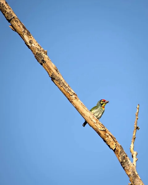 Isoliertes Bild Von Kupferschmied Barbet Vogel Sitzt Auf Einem Trockenen — Stockfoto