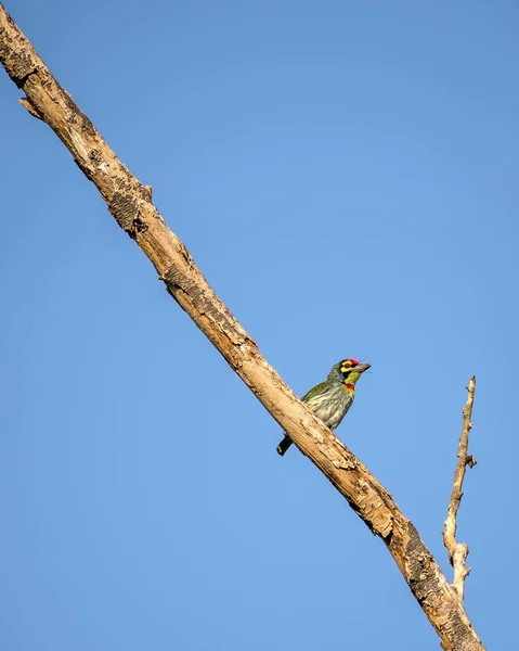 Image Isolée Oiseau Barbet Forgeron Cuivre Assis Sur Une Branche — Photo