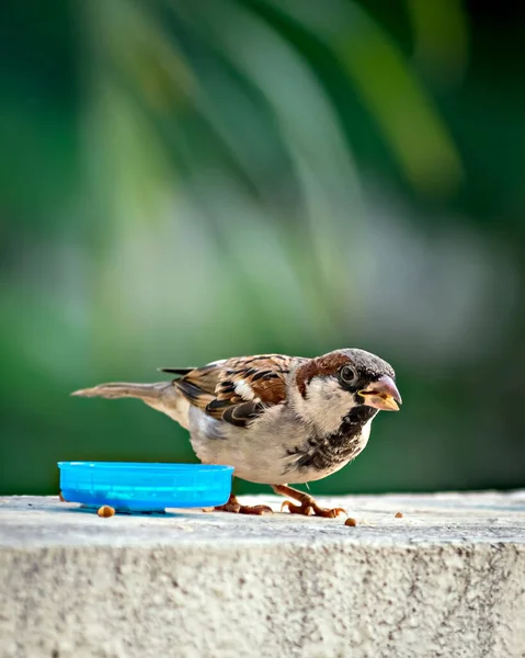 Isoliertes Bild Eines Männlichen Sperlings Der Einer Wand Mit Klarem — Stockfoto