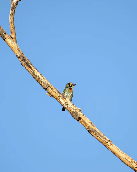 Isolated Image Copper Smith Barbet Bird Sitting Dry Tree Branch — Stock Photo, Image